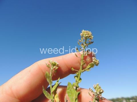 pepperweed, field